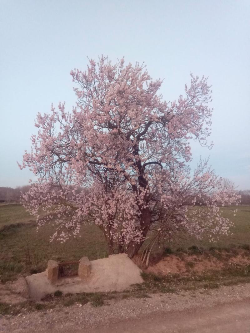 Almendro en Flor