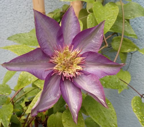 Atención y distracción