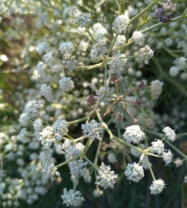 La atención, fuente de amor
