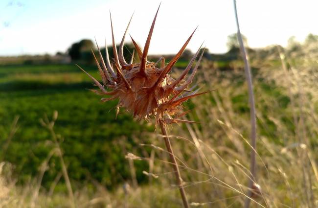 Presencia y neutralidad