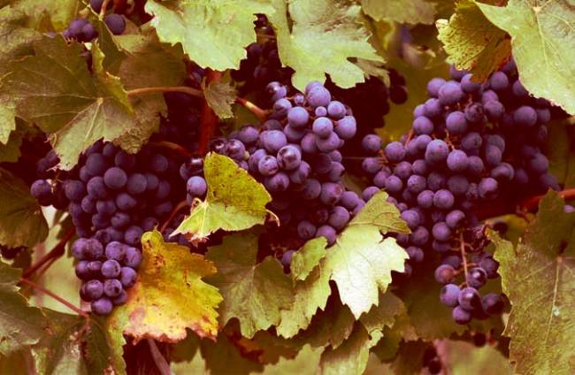 La posmodernidá mph