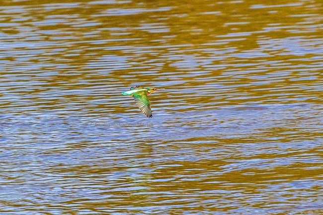 El martín pescador, una bala azul sobre el río Ebro