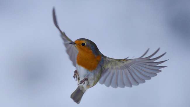 El petirrojo, el fogonero de Jesucristo