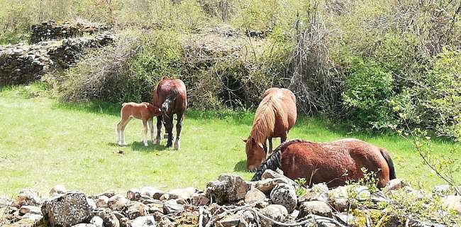 Tiempos nuevos, tiempos salvajes