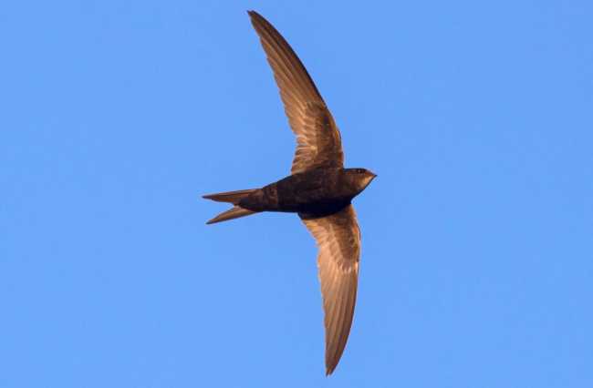 El vencejo, el ave que sueña en las nubes