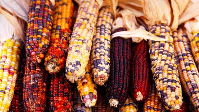 Esgranaremos pinochas maños y mañas