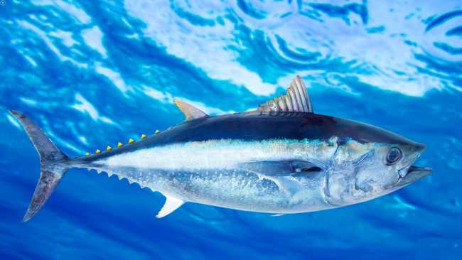 Hola bonito, estudias o trabajas?