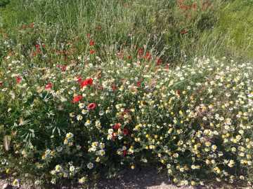 Os chitos y flors de casa miya