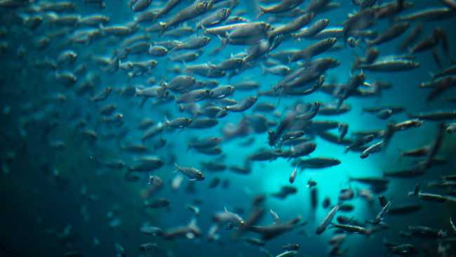 Anchoas y boquerones, todos quieren ser los campeones