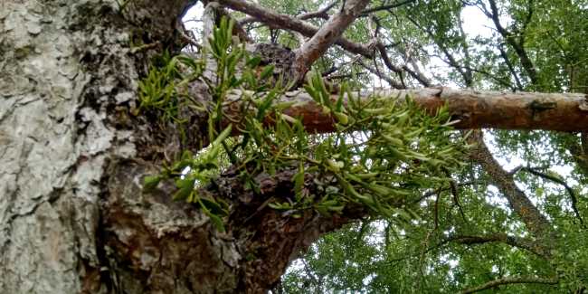 El muérdago, la planta sagrada