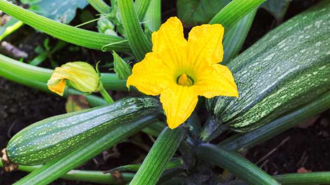 Otra vez me que han dado calabaz-ines