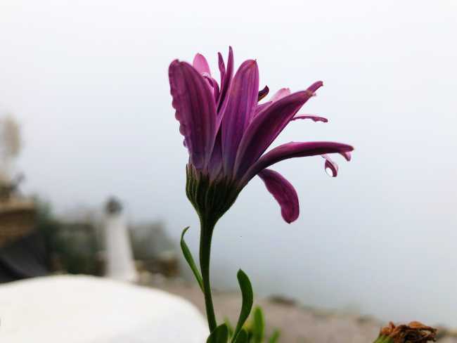 Cinco colores: blanco (primera parte)