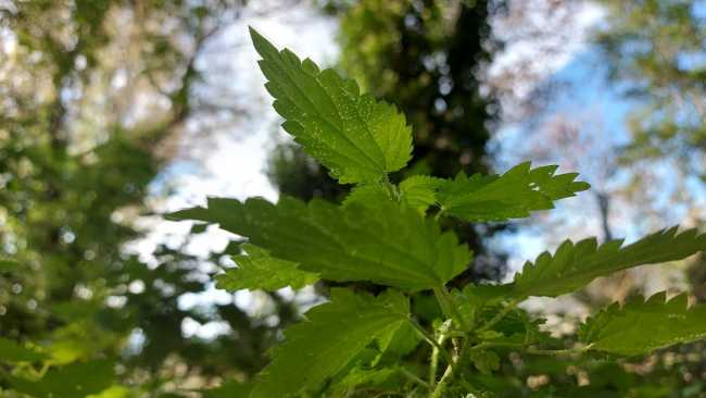 La Ortiga, la gran incomprendida