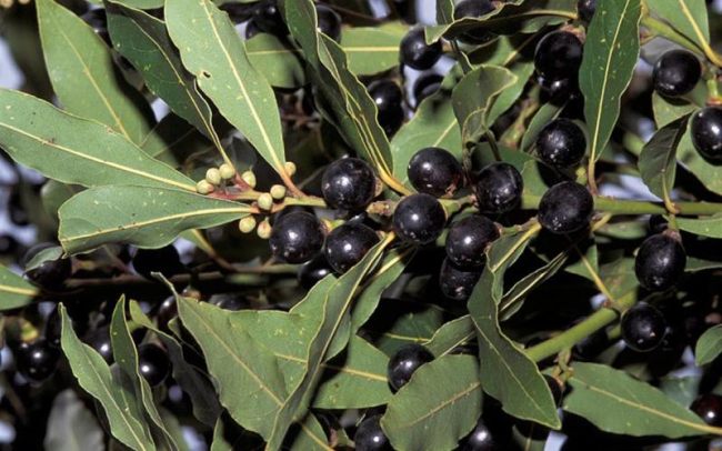 El laurel, las hojas del triunfo