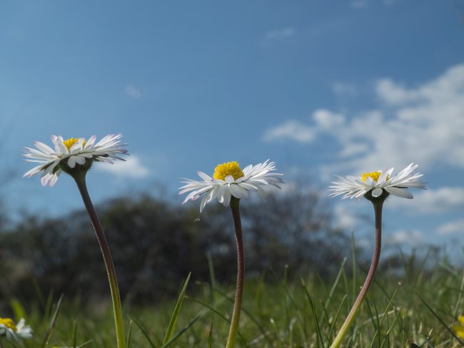 Margaritas, ¿me quiere o no me quiere?