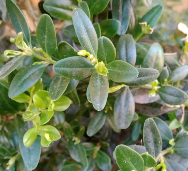 Lo pagaremos con hojas de buxo