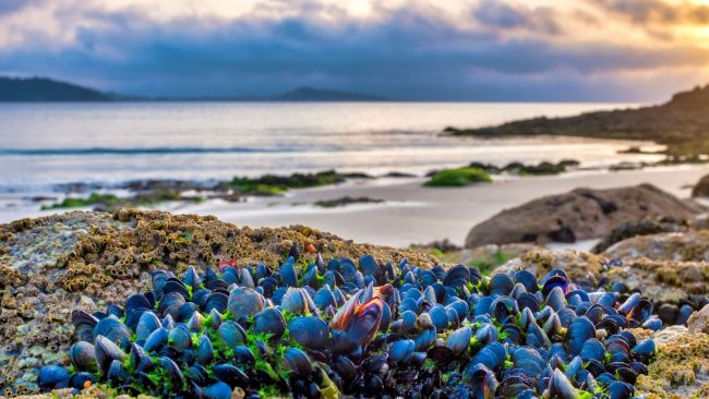 Jefe... una de mejillones