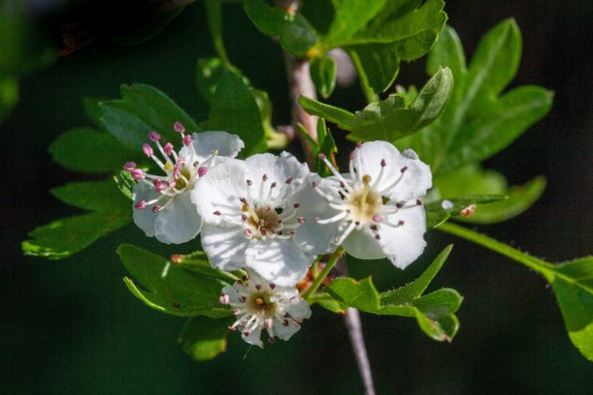 Espino Blanco: El guardián de los Senderos