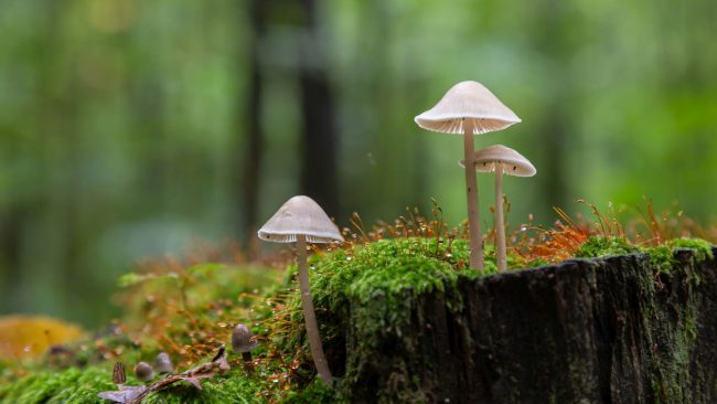 Setas dos punto zero