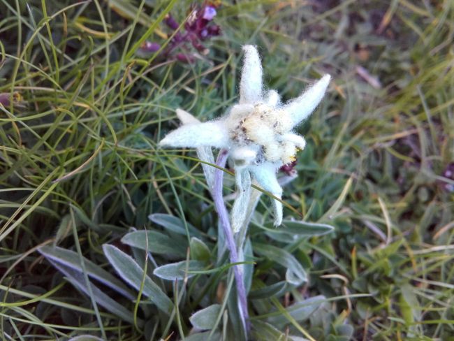 Flor de nieve, la estrella de las montañas